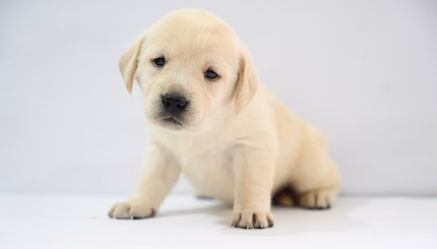 ¡CACHORRITOS LABRADOR EN BUSCA DE UN NUEVO HOGAR! 
