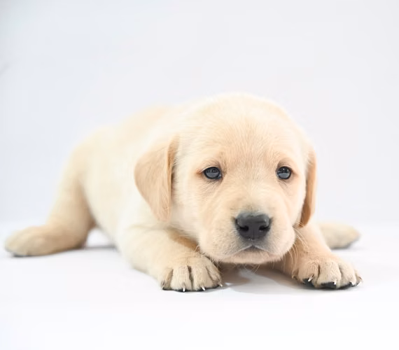 ¡CACHORRITOS LABRADOR EN BUSCA DE UN NUEVO HOGAR! 