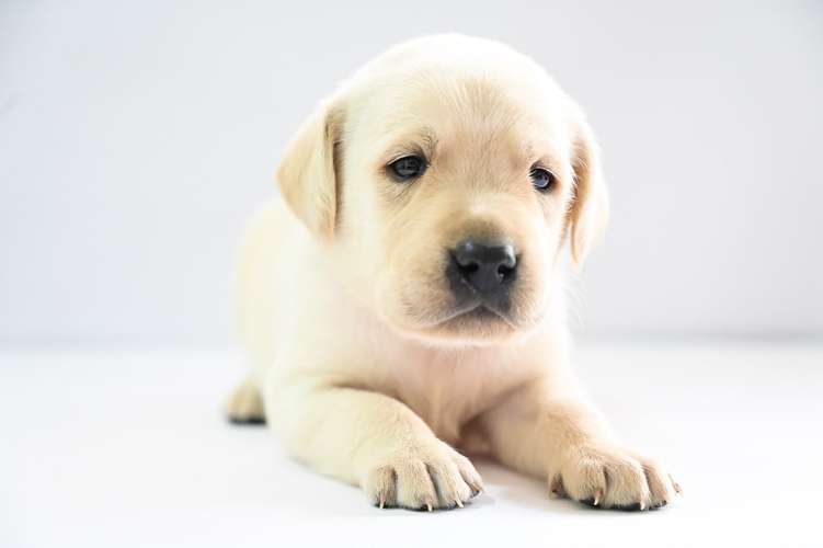 Cachorros Labrador  - Imagen 6