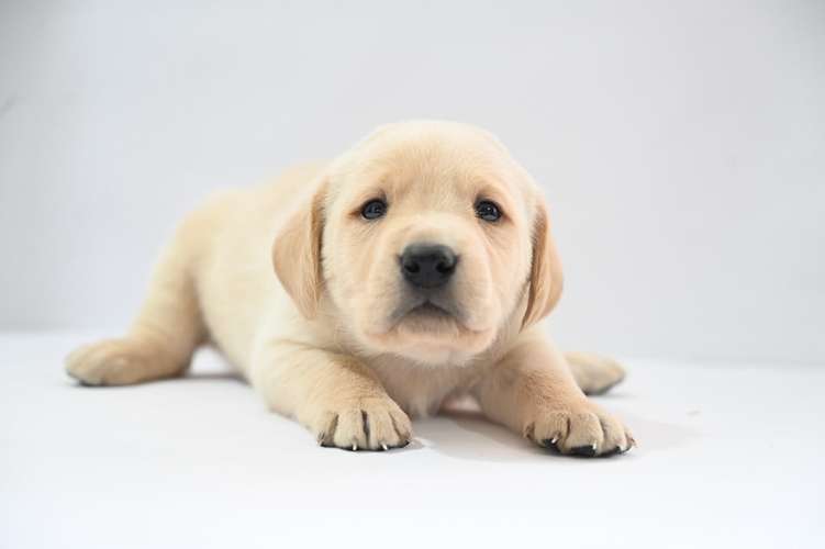 Cachorros Labrador  - Imagen 10