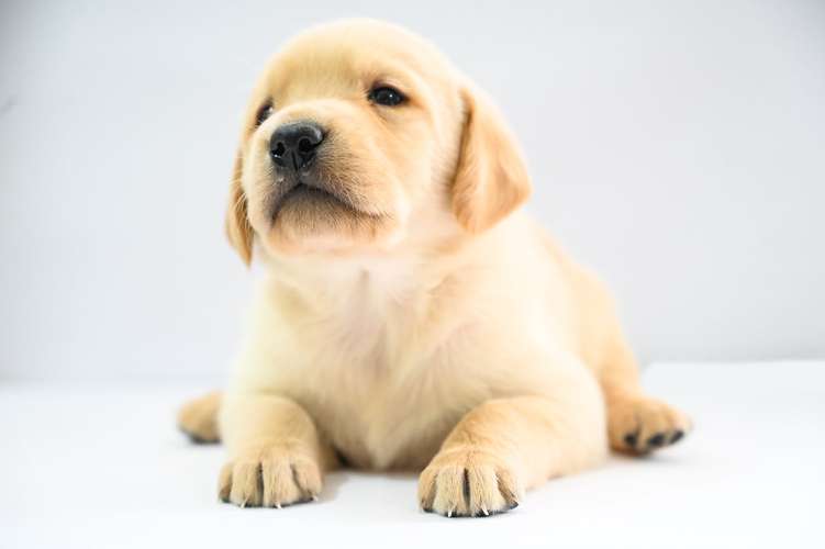 Cachorros Labrador  - Imagen 3