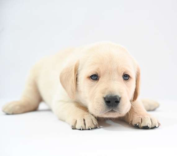 Cachorros Labrador  - Imagen 12