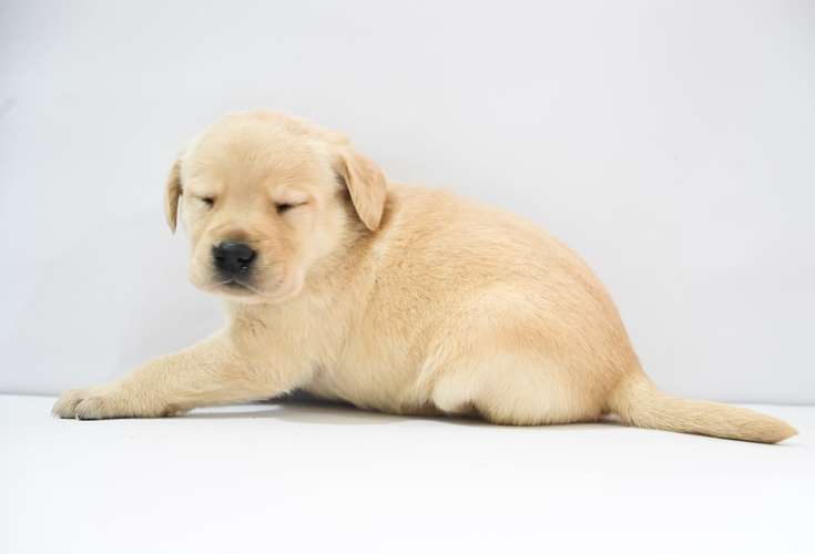 Cachorros Labrador  - Imagen 11