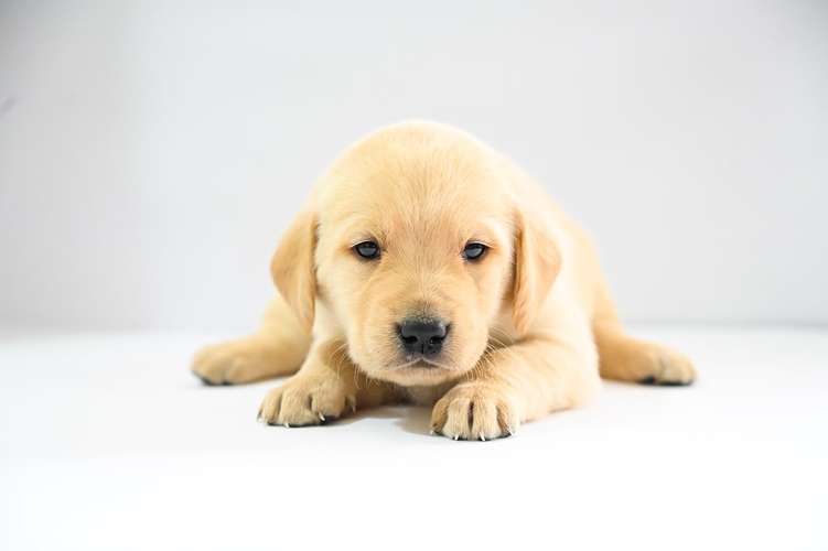 Cachorros Labrador  - Imagen 5