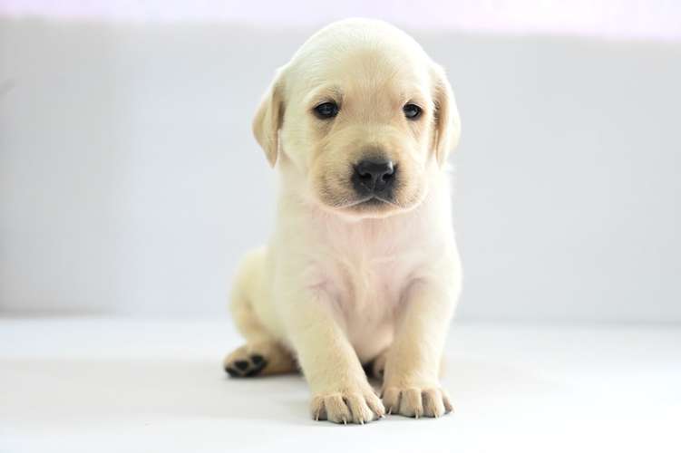 Cachorros Labrador  - Imagen 2
