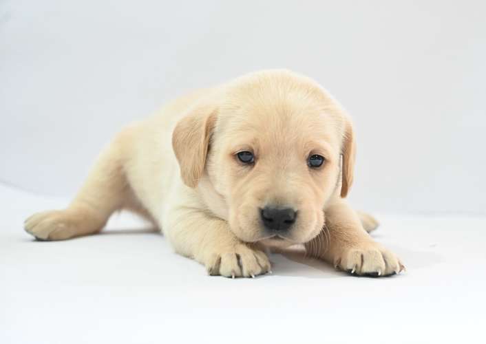Cachorros Labrador  - Imagen 13