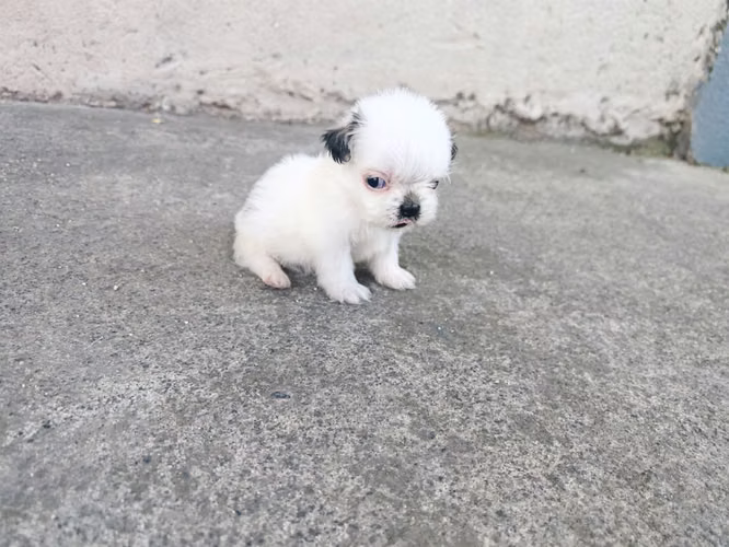 hermosa SHITZU MINI super chata hembra  - Imagen 7