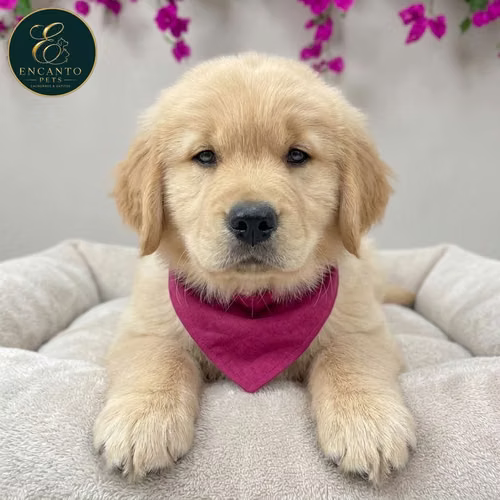 Cachorro GOLDEN RETRIEVER LINEA AMERICANA disponible - Imagen 3