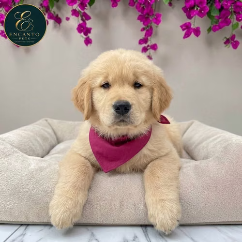 Cachorro GOLDEN RETRIEVER LINEA AMERICANA disponible - Imagen 2