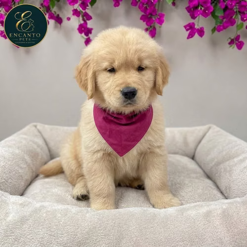 Cachorro GOLDEN RETRIEVER LINEA AMERICANA disponible - Imagen 4