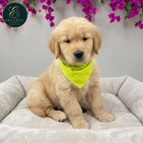 Cachorro GOLDEN RETRIEVER LINEA AMERICANA disponible - Imagen 8