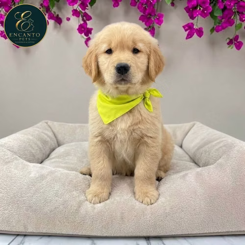 Cachorro GOLDEN RETRIEVER LINEA AMERICANA disponible - Imagen 5