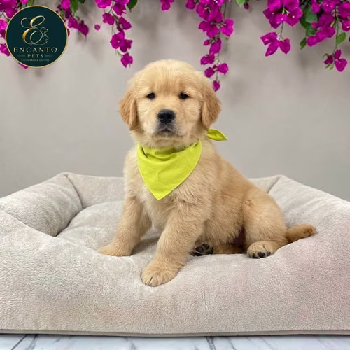 Cachorro GOLDEN RETRIEVER LINEA AMERICANA disponible - Imagen 7