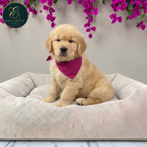 Cachorro GOLDEN RETRIEVER LINEA AMERICANA disponible