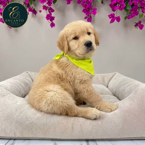 Cachorro GOLDEN RETRIEVER LINEA AMERICANA disponible - Imagen 6