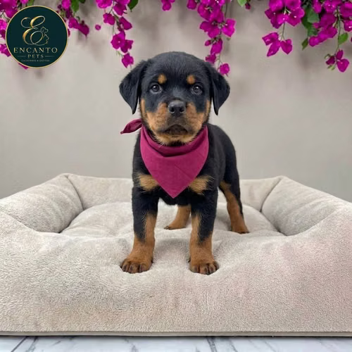 Cachorro ROTTWEILER LINEA AMERICANA disponible