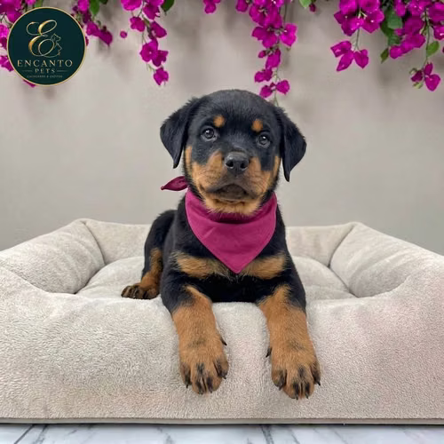Cachorro ROTTWEILER LINEA AMERICANA disponible