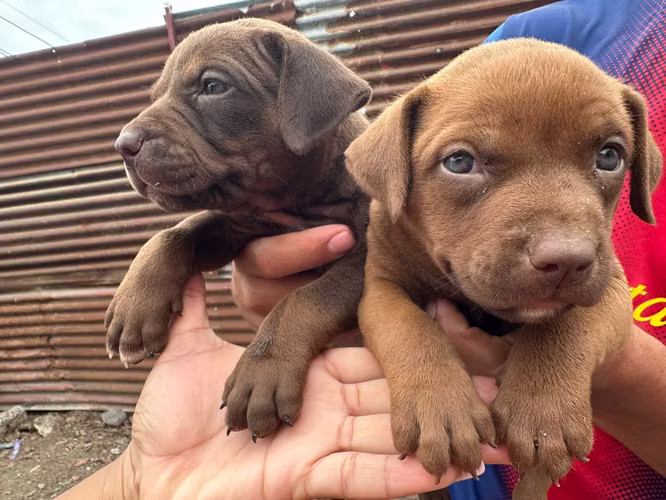Perros Raza american bullyn  solo perritas tengo ya  - Imagen 5