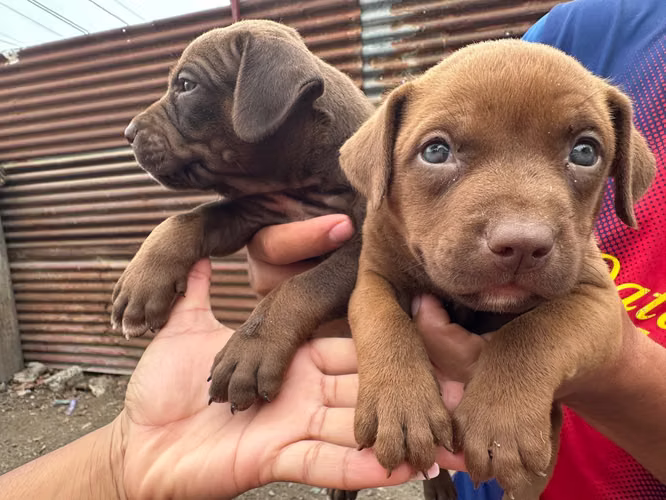 Perros Raza american bullyn  solo perritas tengo ya  - Imagen 6