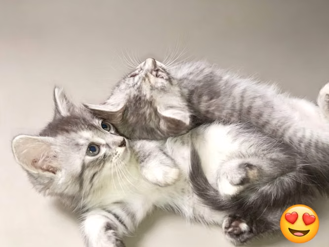 Hermosos gatos angora  - Imagen 5
