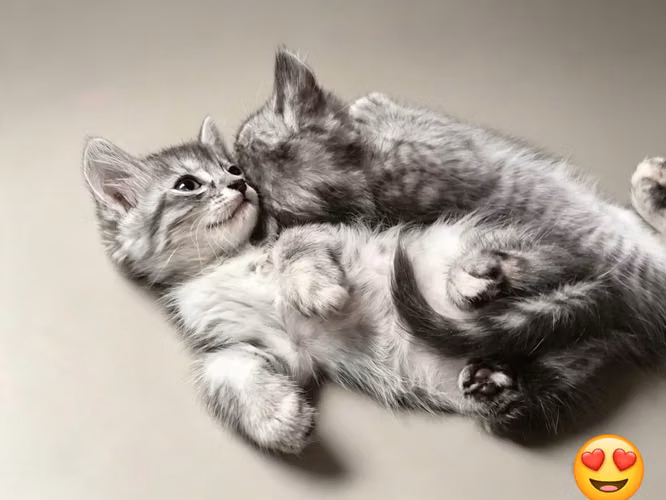 Hermosos gatos angora  - Imagen 6