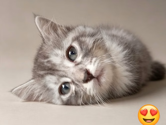Hermosos gatos angora  - Imagen 3