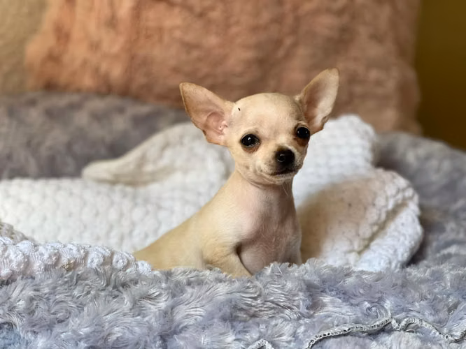 CHIHUAHUA HEMBRA Y MACHO  - Imagen 2