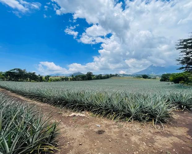 Sale of land or estate in Villa Canales El Jocoillo 43 blocks are divided 21 or 22