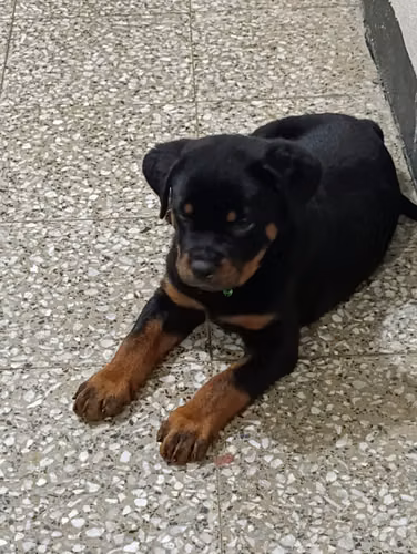 Hermoso cachorro rottweiler de 2 meses  - Imagen 2