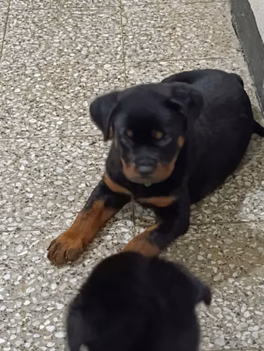 Hermoso cachorro rottweiler de 2 meses 