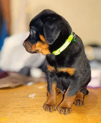 Hermoso cachorro rottweiler de 2 meses  - Imagen 4