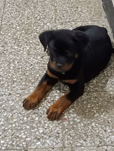Hermoso cachorro rottweiler de 2 meses  - Imagen 3