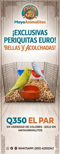 Vendo pericas Australiana CEURO 