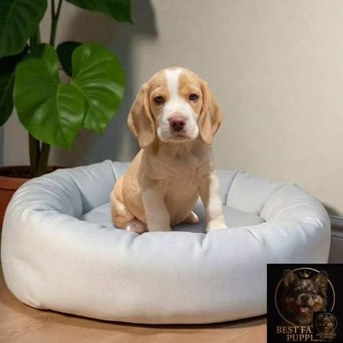Cachorro BEAGLE POCKET AMERICANO BICOLOR LIMON disponible - Imagen 5