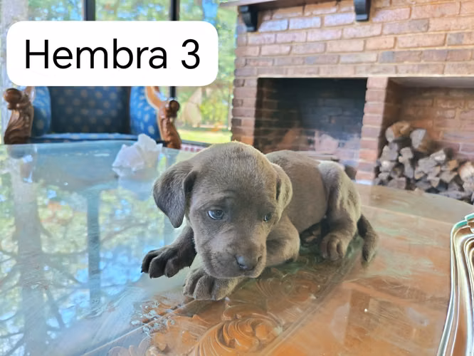 Cane Corso cachorro - Imagen 4