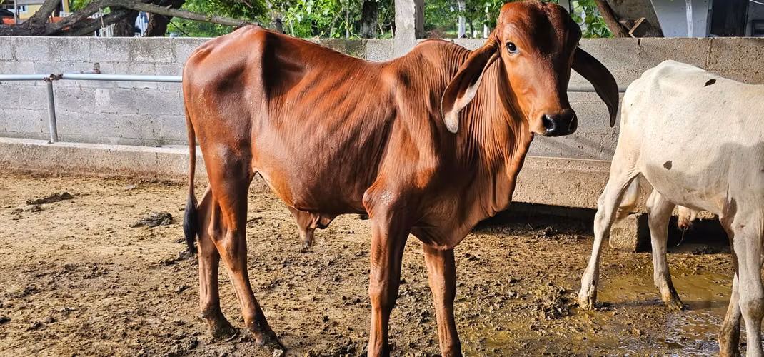 Toretes hijos de toros gyr brasileños