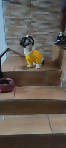 MACHO ADULTO SHITZU - Imagen 2