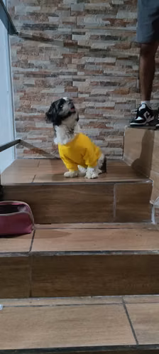 MACHO ADULTO SHITZU