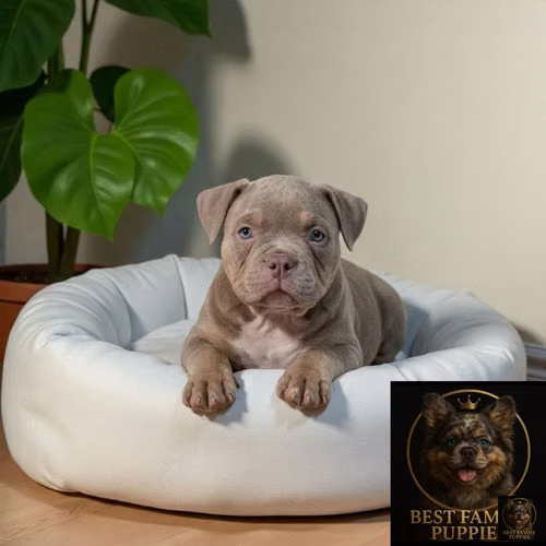 Cachorro AMERICAN BULLY NANO disponible - Imagen 5