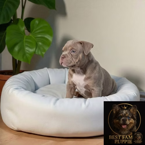 Cachorro AMERICAN BULLY NANO disponible - Imagen 6