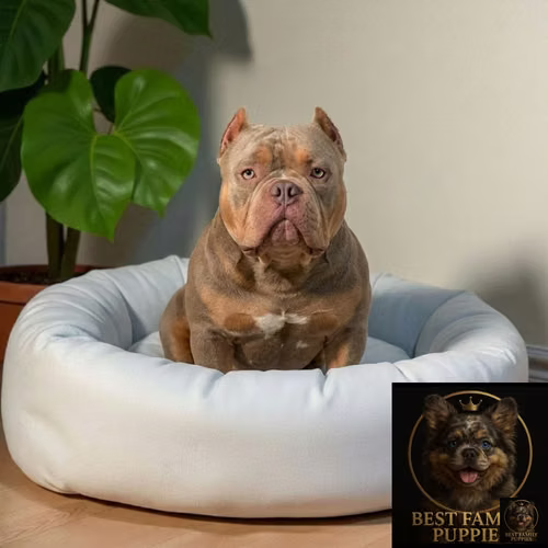 Cachorro AMERICAN BULLY NANO disponible - Imagen 9