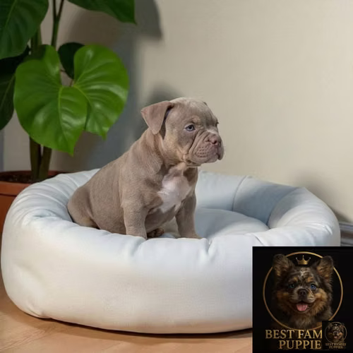 Cachorro AMERICAN BULLY NANO disponible - Imagen 7