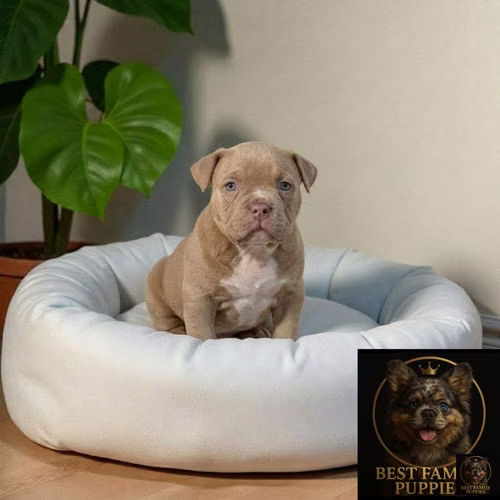 Cachorro AMERICAN BULLY NANO disponible - Imagen 2