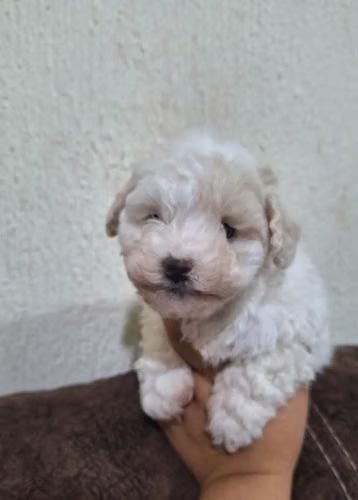 Frech Poodle Minitoy  - Imagen 4