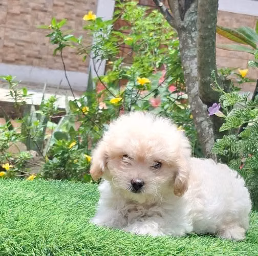 FRENCH POODLE MINITOY  - Imagen 4
