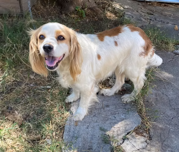 Hembra Cocker Spaniel Inglés - Imagen 1