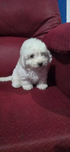 Hermosos Cachorros French Poodle Toy - Imagen 2