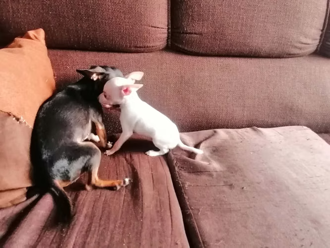 Chihuahua - Imagen 6