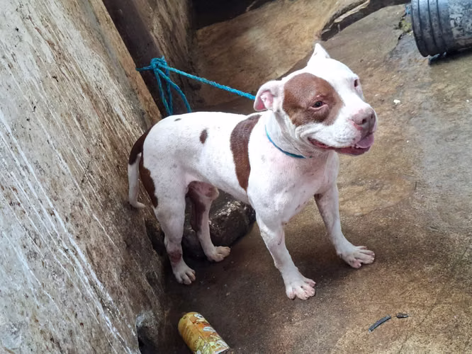 Vendo bonito  pit bull terrier