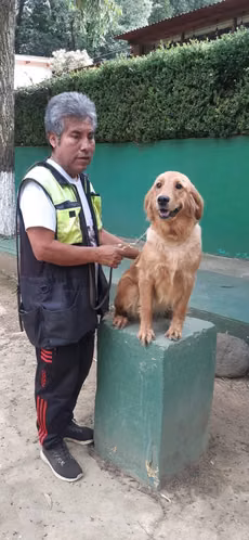 Preciosa GOLDEN RETRIVER 
